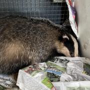 The young badger had got herself strapped in a garden.