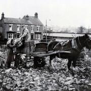 Three generations of Robinsons loading cabbages at Stockton Road gardens, Haughton, in the early 1950s: left to right, John, Margaret Green, Stanley and Alfred Robinson