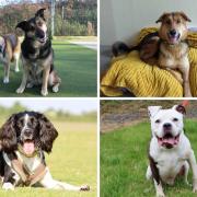 Seven dogs at the Darlington Dog's Trust are eagerly looking for homes where they can experience the love and companionship of a forever family Credit: DOGS TRUST