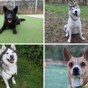 Dogs Trust Darlington have plenty of rescue dogs looking for a forever home this month Credit: DOGS TRUST