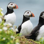 Puffins nesting on the Farne Islands where visitor boats will land for the first time in two years next month.
