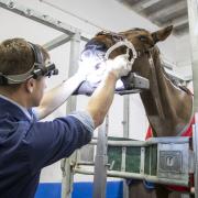 Equine dentist James Marshall gets to work on extracting Ernie's tooth