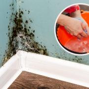 Mould often occurs during the transition from winter into spring