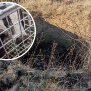 Badger rescued from disused lime kiln