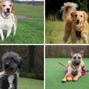 Seven dogs at a Darlington Dogs Trust are currently looking for their forever homes Credit: DOGS TRUST
