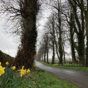 The Over Dinsdale daffodil and lime avenue in the gray of this week