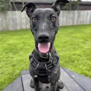 Whippet crossbreed Betsy came into RSPCA care at just four months of age after she was rescued by the charity