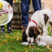 Darlington’s Dogs Trust have warned pet owners to keep 'poisonous' chocolate treats away from their canine friends this bank holiday Easter weekend Credit: DOGS TRUST, PIXABAY