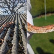 The RSPCA were called to an area in Spennymoor, County Durham, earlier this month after reports that a three-foot-long snake had been spotted in a resident’s garden