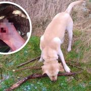 Dice the dog was having a normal walk in a park in Seaham with his owners over the Easter weekend when a stick was thrown for him