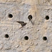 A flyby sand martin checking out the new artificial bank at WWT Washington Wetland Centre