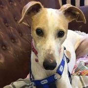 Levi Douglas Swift, 21, and Bethany Nicole Greener, 35, both from Hartlepool, pleaded guilty on March 26, 2024, at Teesside Magistrates' Court to the charges against them *please note - this is a general Lurcher picture provided by the RSPCA*
