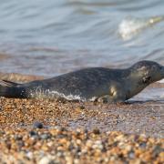 A young grey seal pup was found dead on The Headland in Hartlepool Credit: PIXABAY