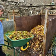 One of the orchard garden volunteers at the new compost bins