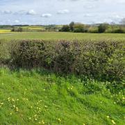 Looking towards planning site for holiday cabins near Ravensworth