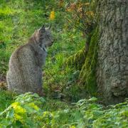 The potential reintroduction of lynx to Northumberland has been floated again, prompting opposition from farmers and councillors