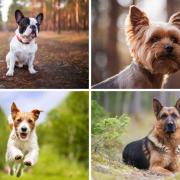 It ranked the 30 most popular dog breeds that it insures. 