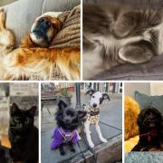 It's National Pet Day - and to mark the occasion, we thought we'd ask you for your favourite pictures of your pets (and you certainly didn't disappoint) 