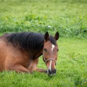 Horse euthanised after suffering significant injuries following a crash on Fondlyset Lane, near Dipton, Stanley Credit: PIXABAY