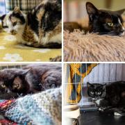 Cats available to be adopted from Del