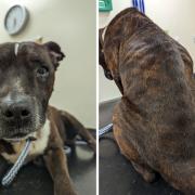 Dozer the Staffordshire Bull Terrier had to be put down due to his condition Credit: RSPCA