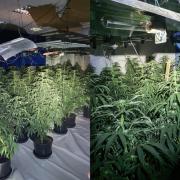 More than 500 plants were discovered by Chester-le-Street Neighbourhood Police Team who executed a magistrates’ search warrant earlier this week