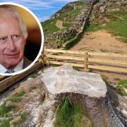 King receives first Sycamore Gap tree seedling nearly eight months after felling