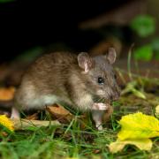 Wild rats in the garden can pass on multiple diseases to dogs