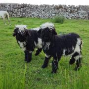 The Valais Blacknose Sheep.