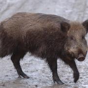 LOOKING FOR TROUBLE: This modern wild boar doesn’t look too terrifying, but in days of yore boars and their terrible tusks were as dangerous as dragons