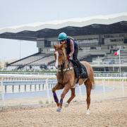 Northern Express and Chloe Dods exercising in Bahrain