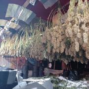 A cannabis farm discovered by Northumbria Police inside a former bar on Ocean Road in South Shields