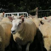 Private vets in England can now diagnose clear-cut bluetongue cases without waiting for laboratory confirmation