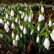 Snowdrops are among the toughest early flowers. Photograph: Tim Ireland/PA Wire