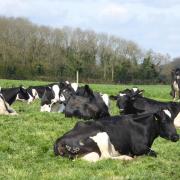 MILK: Dairy cows enjoy the sunshine
