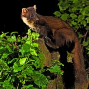 SIGHTING: Are pine martens making their homes in the region? Picture: EDWARD DELANEY