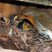 A robin feeding its young. Picture: David Waistell/BTO/PA