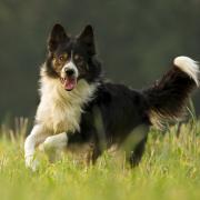 Love Your Dog Competition: Canines With Character
