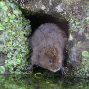 CRISIS: Water Voles are in desperate need of help. Picture: Margaret Holland