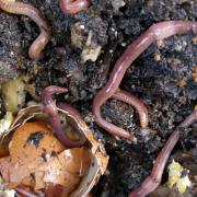 Help worms and your garden will thrive. Picture: Rachael Tanner RHS/PA
