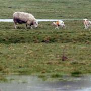 HARDSHIP: Sheep and lambs in a waterlogged field near Masham