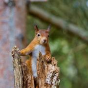 CHEEKY: A red squirrel. Picture: Pixabay.com