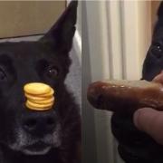 Watch: Police dog that balanced mini cheddars on nose, goes one better with a sausage