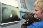 PDSA vet nurse Steph Williams shows Buster his x-ray