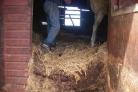 Litter found in Stockton horse stable