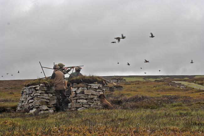 GLORIOUS TWELFTH: Grouse shooting on the moors of County Durham
