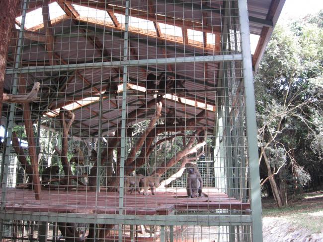 Examples of larger baboon cages at the research institute in Nairobi, Kenya, used by Newcastle University scientists