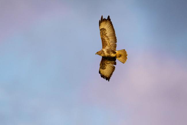 CRIME REPORT: The RSPB said numerous buzzards have fallen victim to persecution in the North of England over the past year.