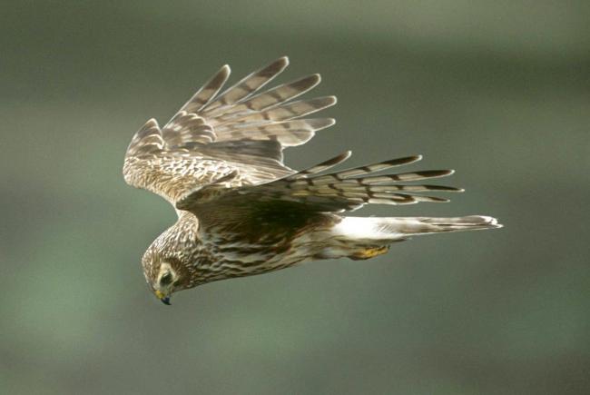 THE HEN HARRIER: Such magnificent birds are still a rare sight in the North-East and North Yorkshire