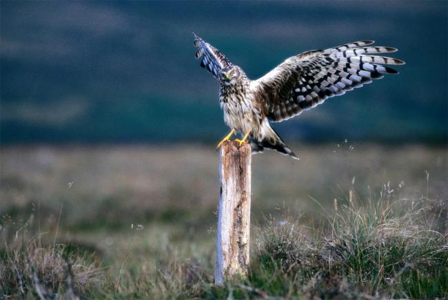 THE HEN HARRIER: The RSPB has expressed concern about the persecution of birds of prey